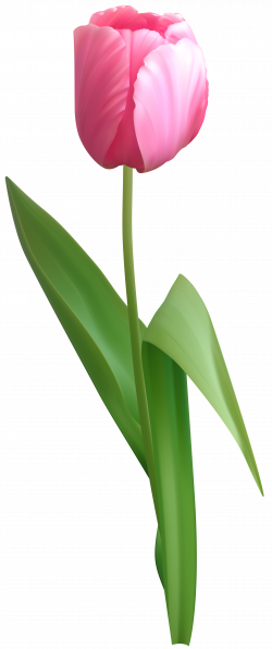 Tulip Transparent Pink - Tulip Png (250x596), Png Download