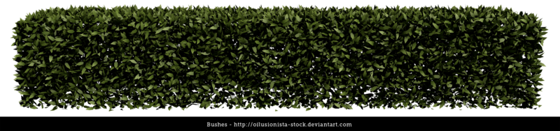Hedge Bush Png - Hedge Cut Out Png (800x188), Png Download