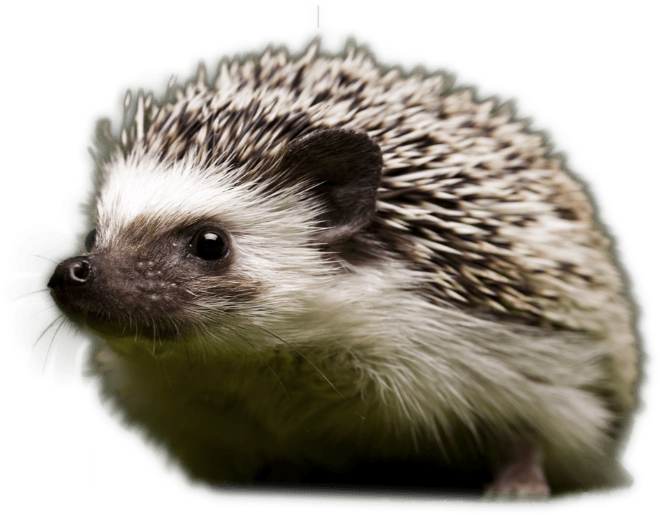 Hedge - Hedgehog Alternative Name (946x738), Png Download