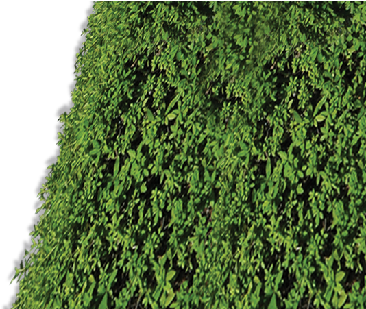 The Green - Portable Network Graphics (1170x450), Png Download
