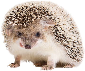 Download Hedgehog Png Transparent Images Transparent - Hedgehog White Background (582x388), Png Download