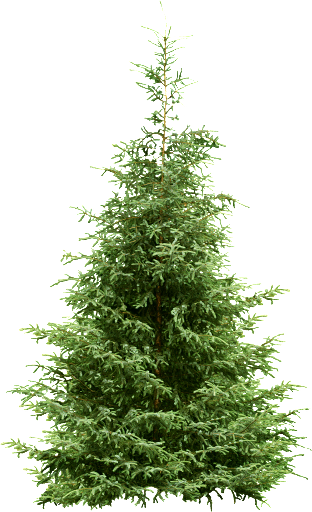 Is A Lush Christmas Tree Transparent Plant Vector About - Деревья Пнг Ель (1024x1678), Png Download