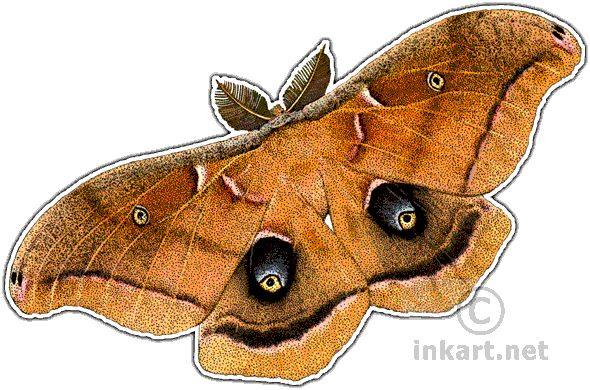 Polyphemus Moth Decal - Polyphemus Moth Pillow Case (590x390), Png Download
