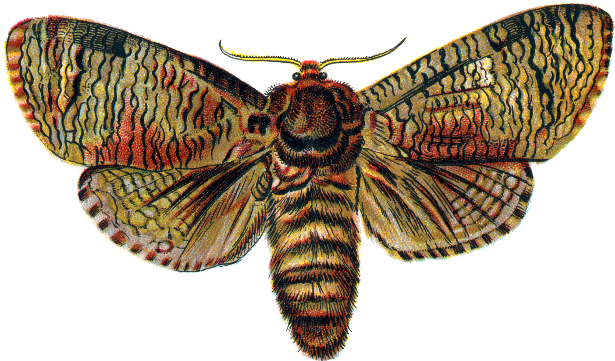 Moth Png Transparent Image - Vintage Butterflies And Moths 1 Throw Blanket (2141x1269), Png Download