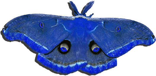 Click And Drag To Re-position The Image, If Desired - Red Moth (600x480), Png Download