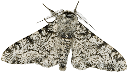 The Moth Population Always Had The Built-in Ability - Peppered Moth (450x300), Png Download