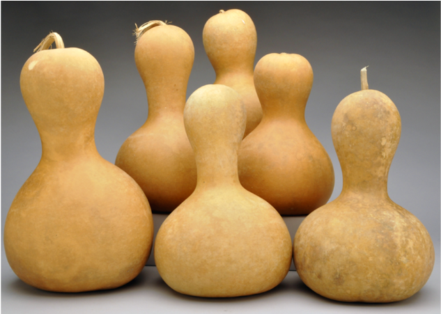 Pre-boxed Clean Bottle Gourds - Bottle Gourds (900x450), Png Download