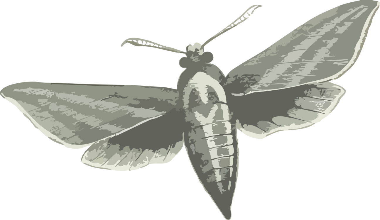 Silkworm Butterfly Insect Elephant Hawk-moth - Elephant Hawk Moth Drawing (1295x750), Png Download
