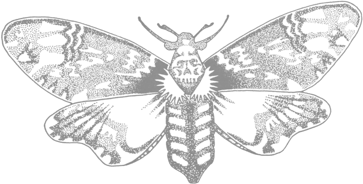 Moth - Portable Network Graphics (1000x1000), Png Download