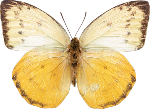 Png Kelebekler I - Бабочек В В Высокого Разрешения (500x363), Png Download