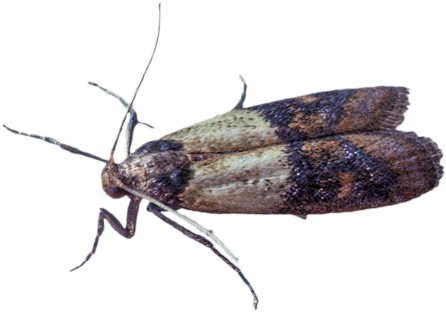 Indian Meal Moth - Mill Moth In Australia (467x350), Png Download