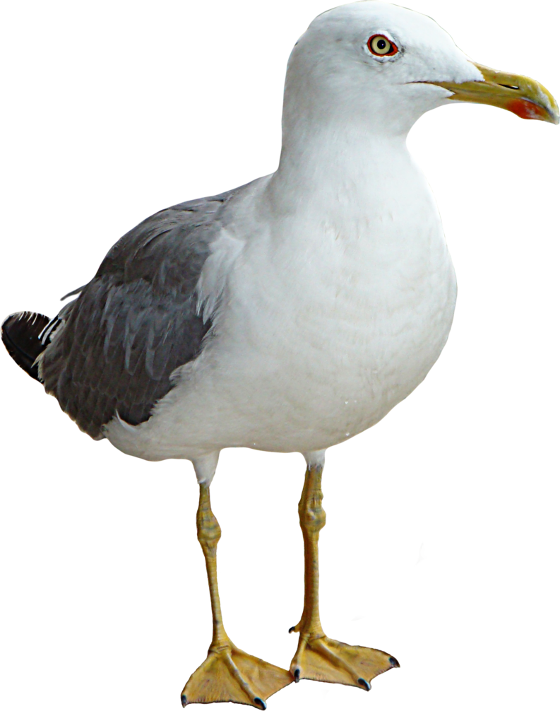 Seagull By Thinkgimp-d3b540i - Seagull Png (793x1006), Png Download