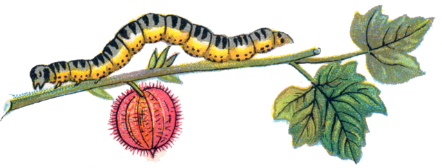 320 × 122 Pixels - Caterpillar Png (640x244), Png Download