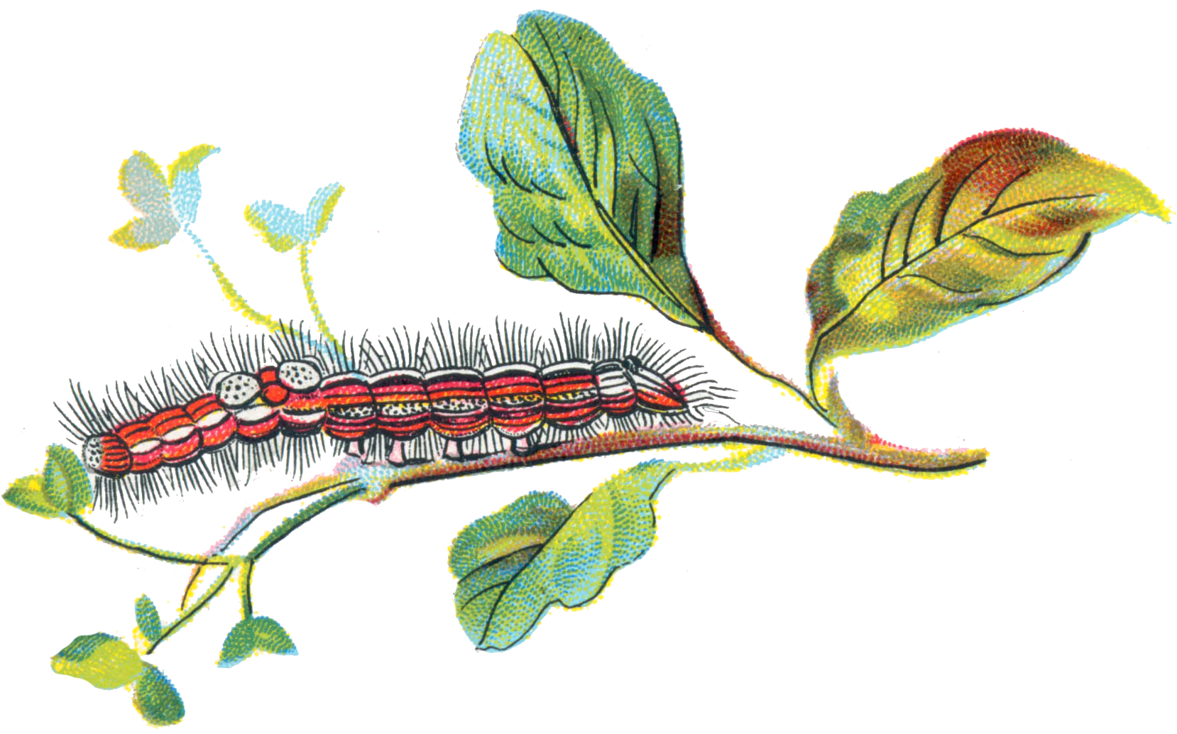 Porthesia Similis Caterpillar - Portable Network Graphics (1676x1033), Png Download