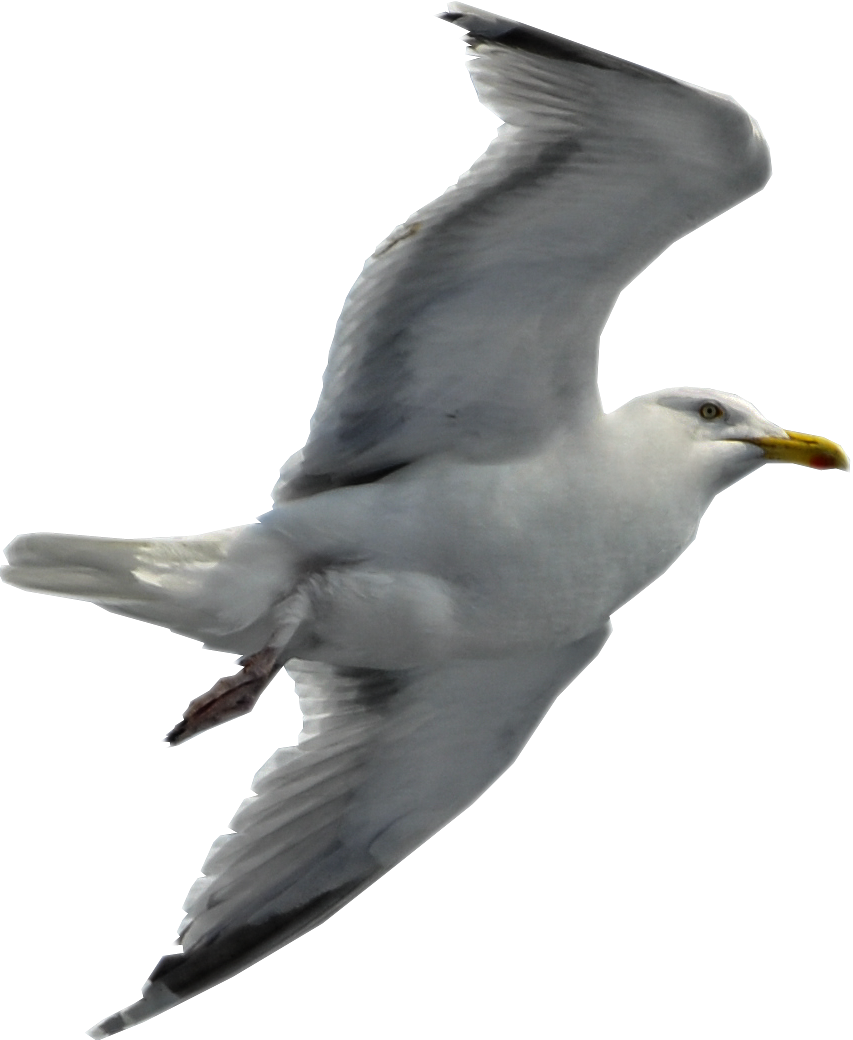 Seagull Flying No Background (329x400), Png Download