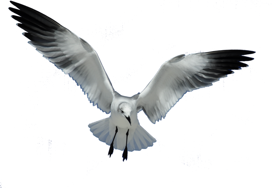 I Saw All My Seagull Friends Again We All Splashed - Seagull Png (900x598), Png Download