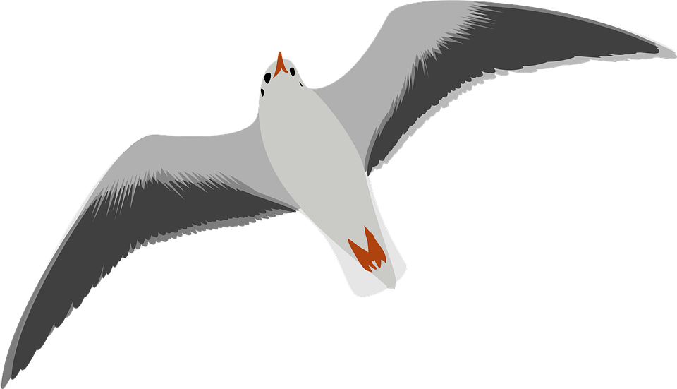 Cartoon Picture Of Seagull - Seagull Clip Art (600x345), Png Download
