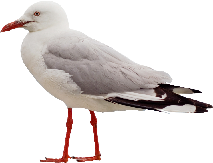 Beach, Cape Cod - Seagull Png (978x768), Png Download