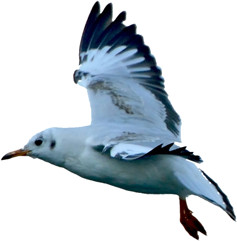 Hd Beautiful Seagull Static Png - Gulls (1024x1024), Png Download