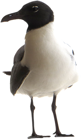 A Close-up Seagull Tightly Cropped And Cutout For Use - Adobe Photoshop (450x450), Png Download