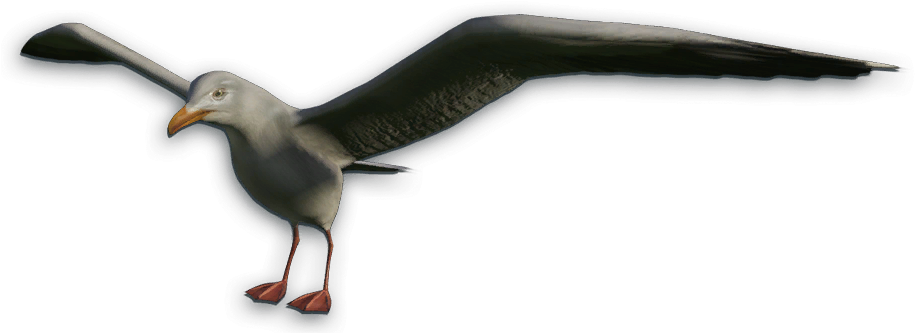 Seagull Png Download - Screaming Seagull Png (917x339), Png Download