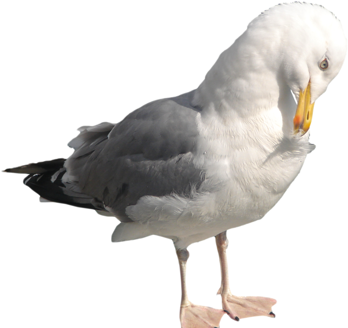 Gull Png Clipart - Seagull Png (1280x1257), Png Download
