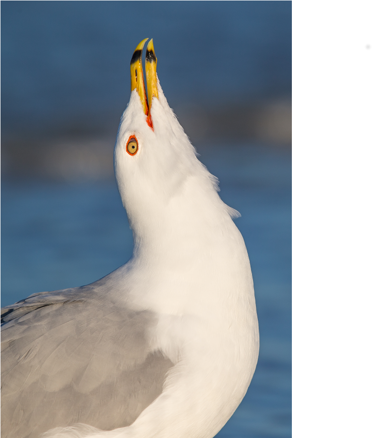 Goose (1000x1000), Png Download