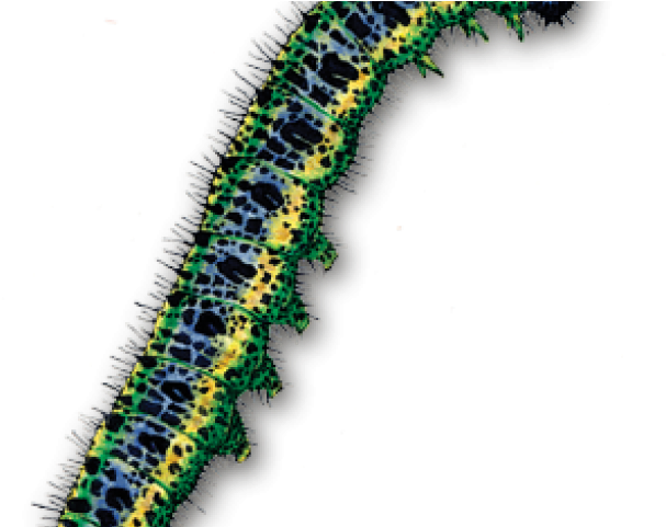 Caterpillar Png Transparent Images - Caterpillar (640x480), Png Download