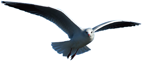 Seagull Bird Animal Nature Sea Gull Seabir - Seagulls In Flight Png (523x340), Png Download