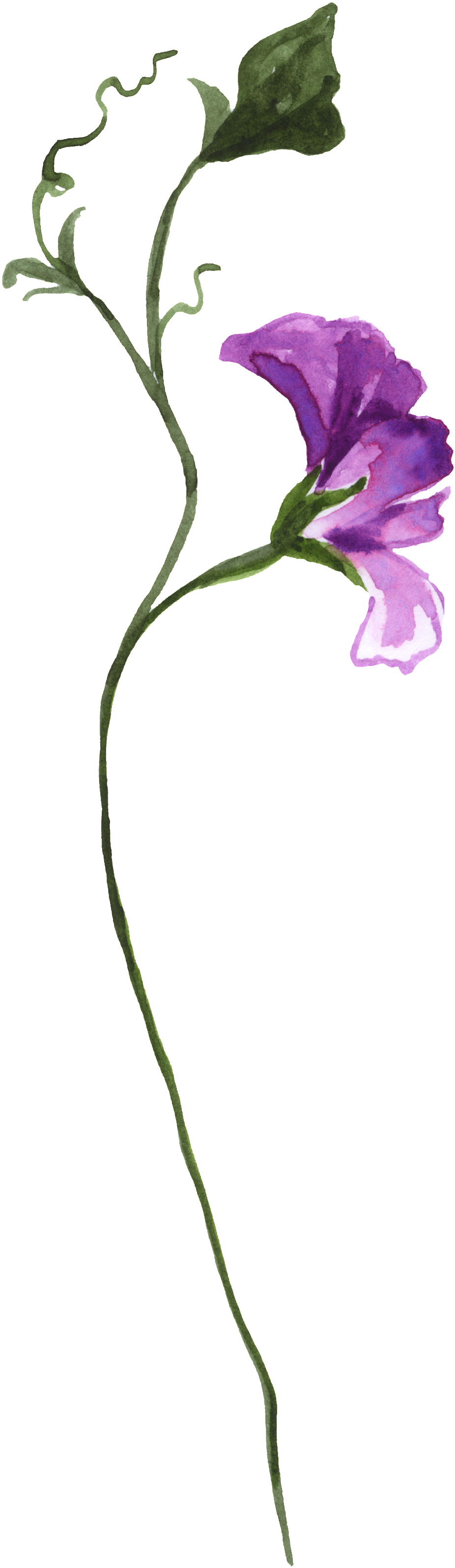 Curved Elegant Ornamental Material - Flower (1024x3312), Png Download