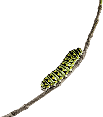 Caterpillar - Dragonfly (346x392), Png Download