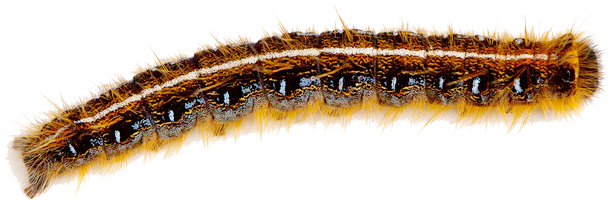 Simple Caterpillar With Caterpillar Pest Control - Tent Caterpillar Transparent Background (612x200), Png Download