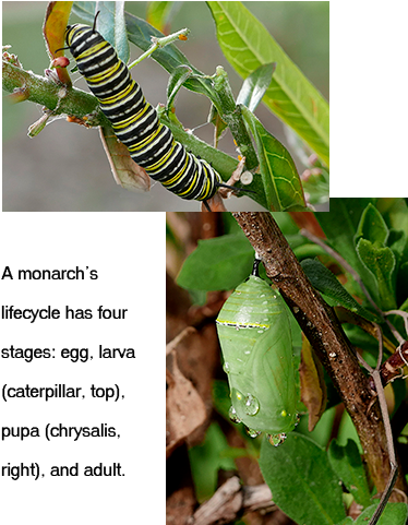 Monarch Caterpillar And Chrysalis Images - Caterpillar (396x502), Png Download