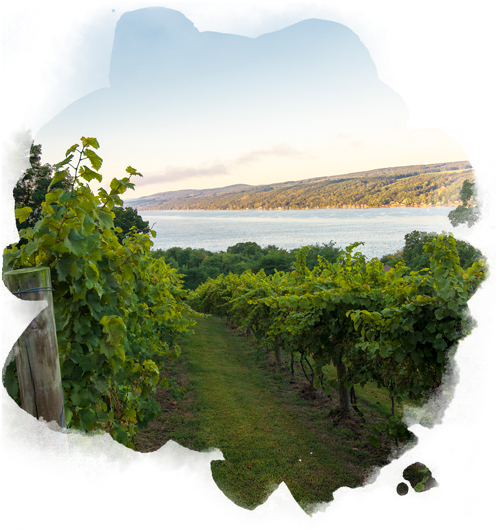Keuka Lake (498x551), Png Download