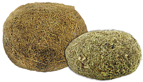 35 Pm 558401 Grass 8/22/2016 - Muskmelon (478x287), Png Download