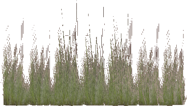 Coastal Grass - Wiki (392x457), Png Download