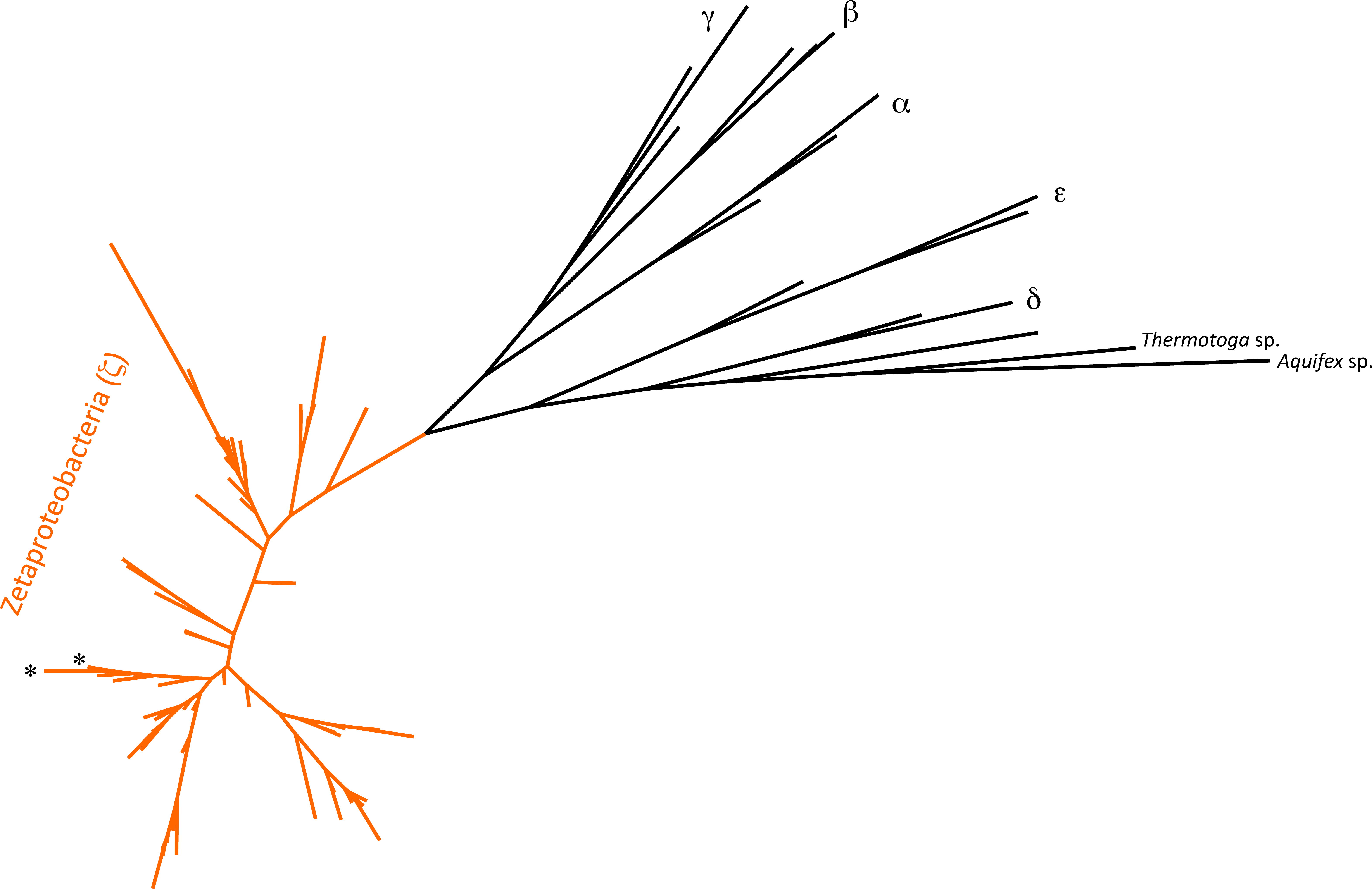 Phylogenetic Tree Focusing On Zetaproteobacteria - Line Art (6289x4099), Png Download