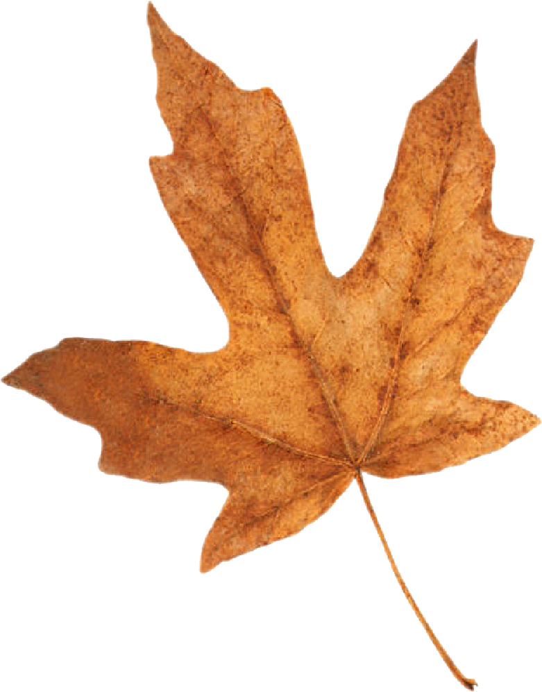 Fall Leaf - Difference Of Home Working (813x1037), Png Download