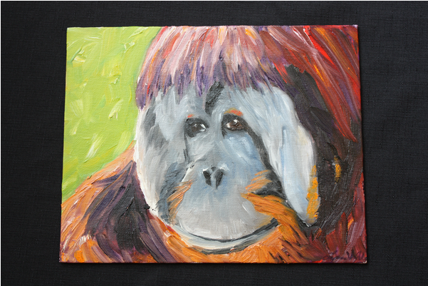 9 May - Orangutan (600x600), Png Download