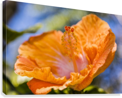 Close-up Of Orange Hibiscus Flower - Close-up Of Orange Hibiscus Flower; Maui, Hawaii, United (429x344), Png Download
