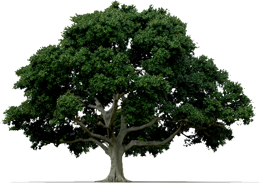 Ahorrar Energía Mediante Los Árboles - Tree With White Background (519x368), Png Download
