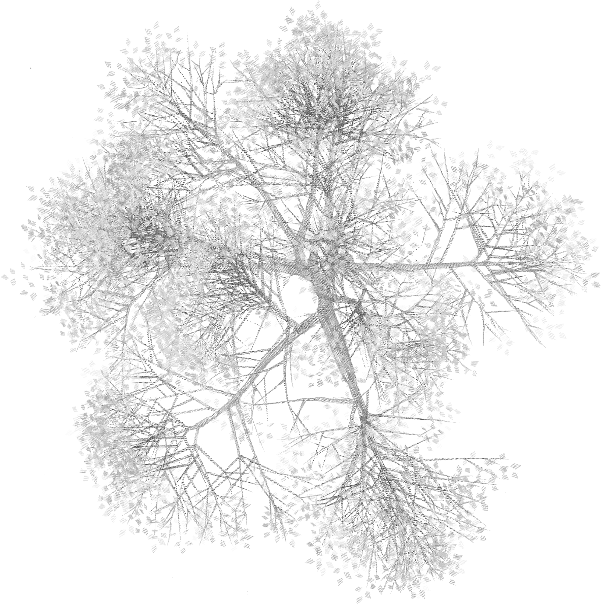 Arbol En Planta B Png Rboles Pinterest - Arbol En Planta Png (1222x1230), Png Download