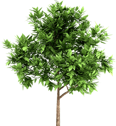 Arboles Y Flores Png - Tree Png (473x513), Png Download