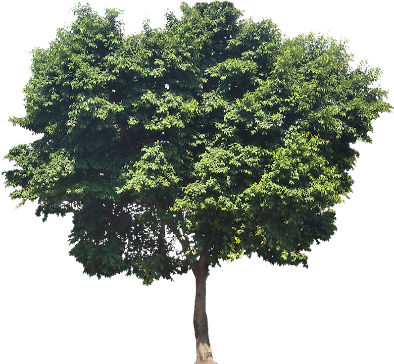 Sea, Trees, Architecture - Ficus Benjamina Elevation Png (800x759), Png Download