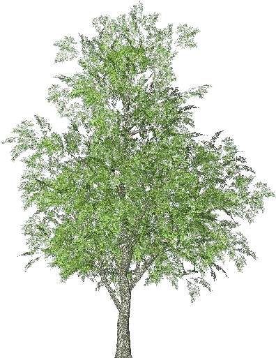 Árboles 3d - Fresno - Fresno Arbol (750x527), Png Download