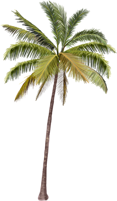 Marcos Para Fotos Png - Drawing California Palm Tree Png (500x879), Png Download