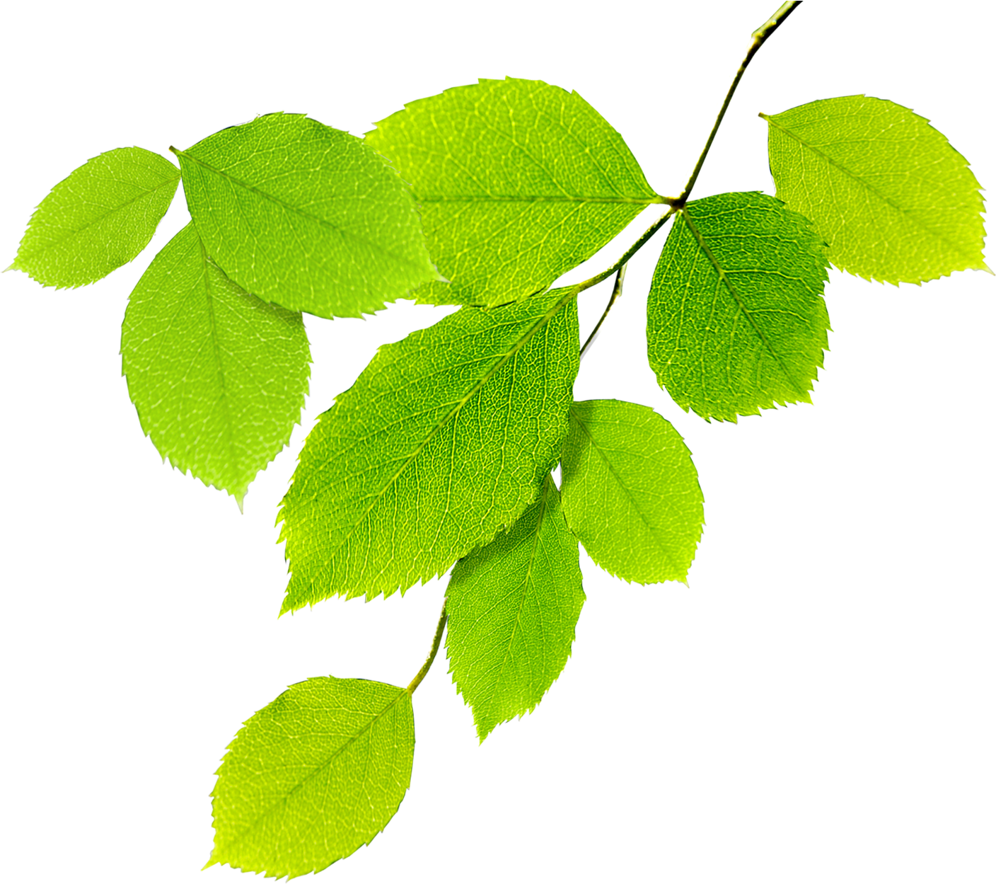 Hojas De Arbol Png - Ninamaninja Kalpadukal (1548x1355), Png Download