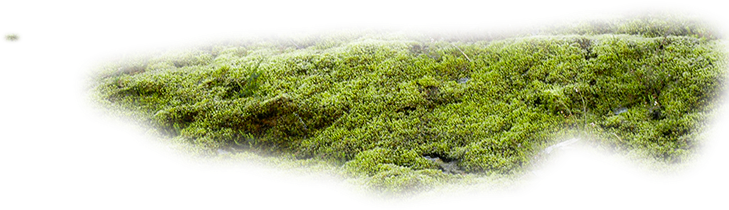 Download Moss Texture Png - Moss Png | Transparent PNG Download | SeekPNG