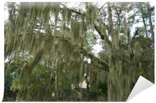 Hanging Moss Png - Live Oak (400x400), Png Download
