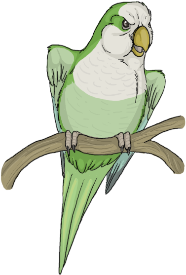 Png Black And White Library Quaker Parrot By Cockatoo - Quaker Parrot Drawing (385x575), Png Download